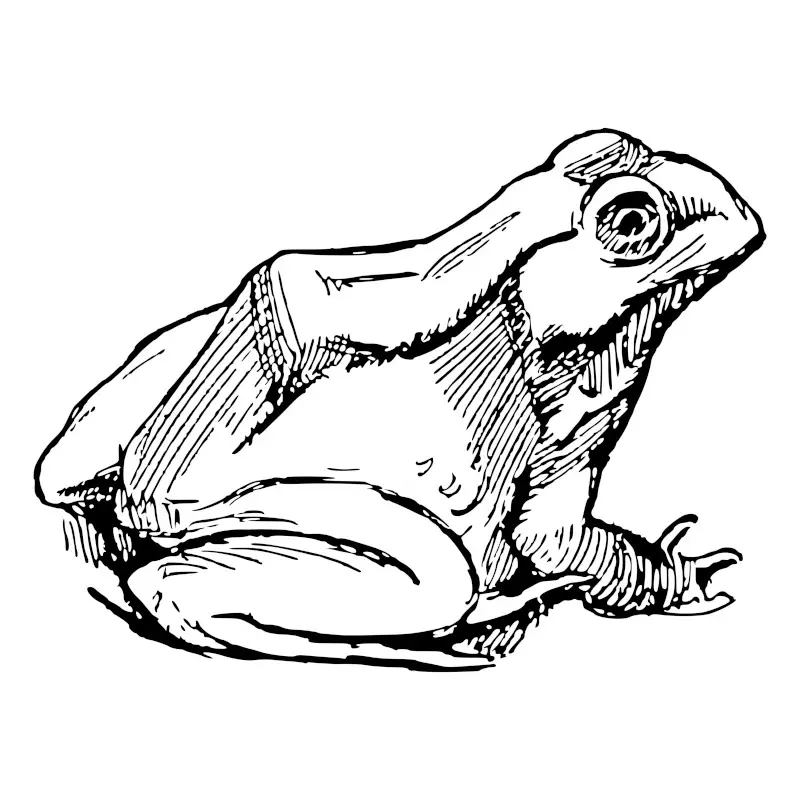 Sitting Frog Line Illustration